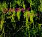 Dinosaur Jr Get Me UK CD single (CD5 / 5") NEG60CD